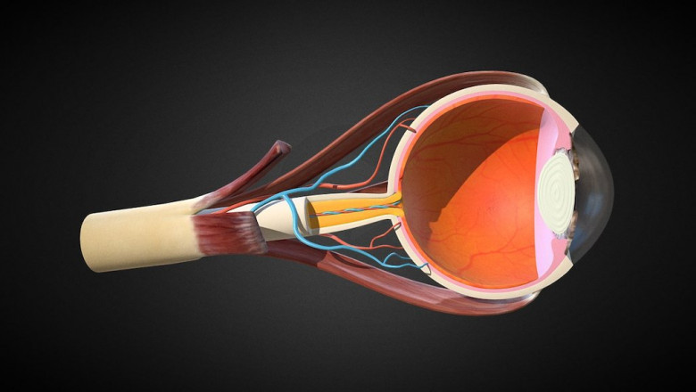 Exploring the Intricacies of Eye Anatomical Models: A Comprehensive Guide