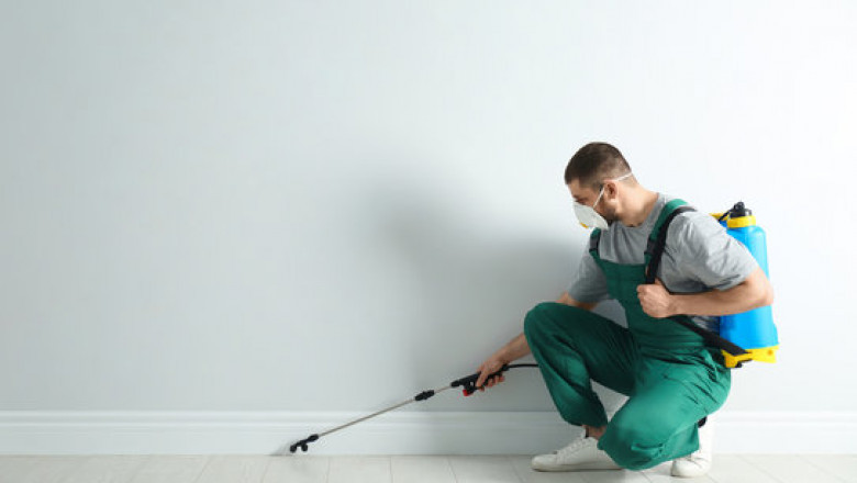 Pest Inspection in Melbourne: Why It’s a Smart Move for Every Property Owner