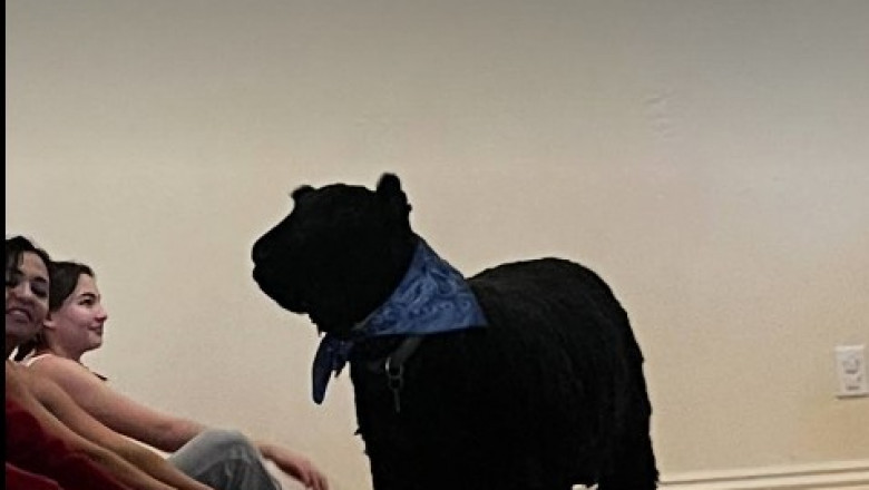 Puppy Yoga in Santa Monica? Yes, It’s a Real Thing – Only at Laughing Frog Yoga!
