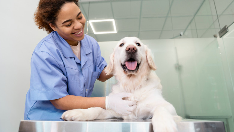 The Growing Trend of Pet Grooming in Qatar