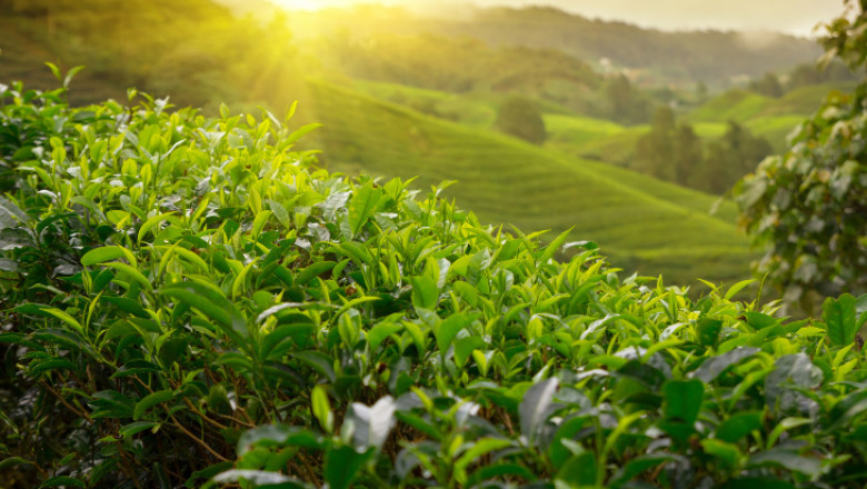 El Auge del Té en América Latina: Tendencias, Oportunidades y Proyecciones