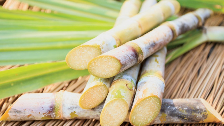 Sugar Cane Processing Plant Report 2025: Cost and Raw Material Requirements