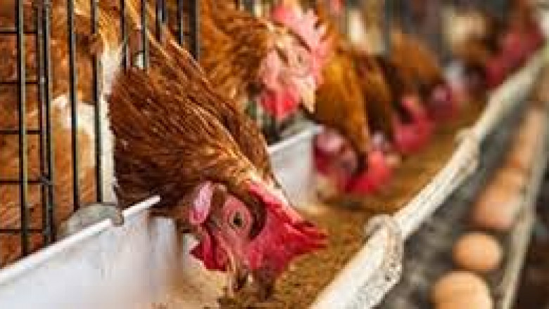 Animal Intestinal Health Market to Grow Rapidly Due to Probiotic Feed Additives