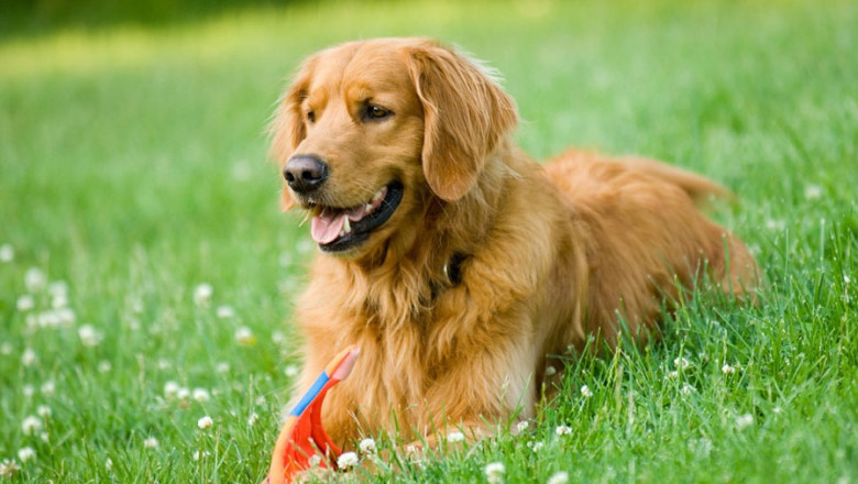 How to Prepare Your Home for a Trained Golden Retriever