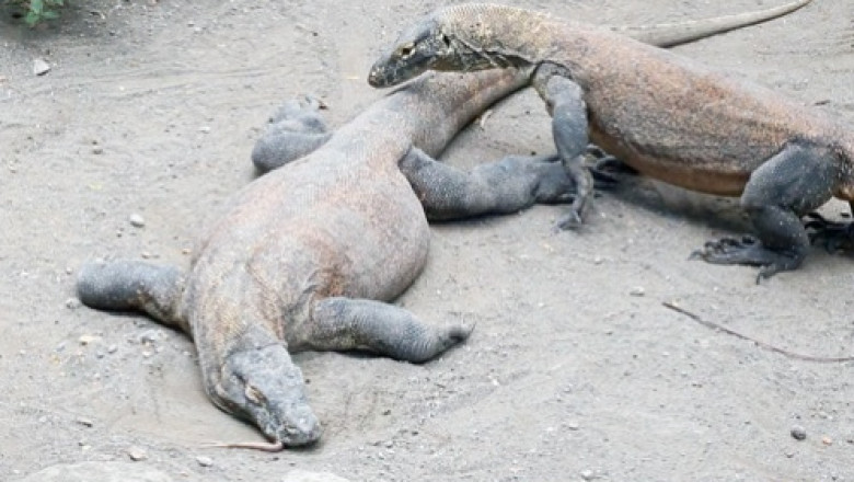Komodo Conservation Under Threat? A Single Death Raises Broader Questions
