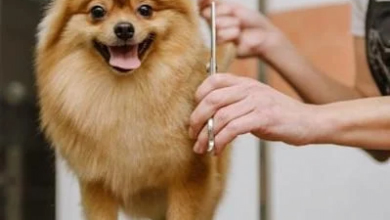 Affordable Pet Grooming Services in Vancouver: Cost and Quality