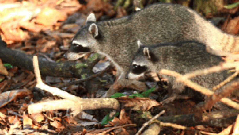 How to Prevent Raccoons From Returning After Removal