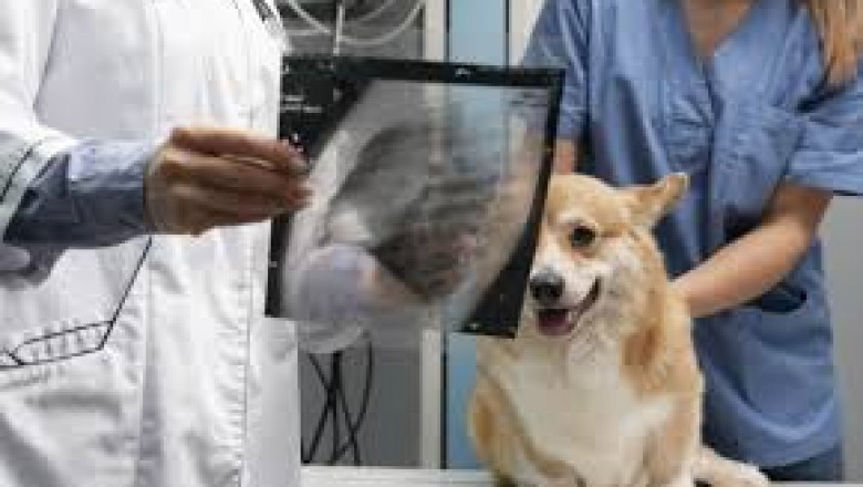 Preparing Your Family for Pet Euthanasia in Surrey