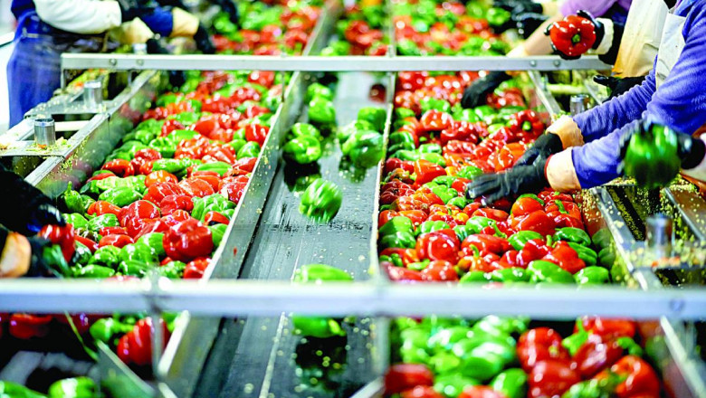 Project Report For Food Processing Unit 2025: Comprehensive Business Plan