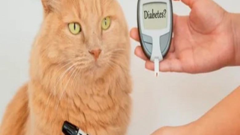 Pet Diabetes Care Devices Market is Estimated to Grow with CGM Technology
