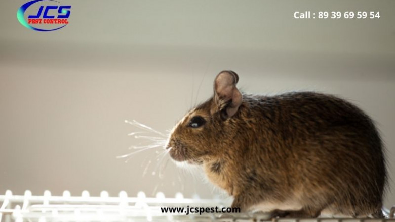 How Professionals Remove Rats Safely