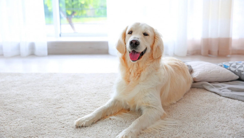 Enhance Your Dog’s Life with the Best Dog Food Brand in Pakistan from Procan