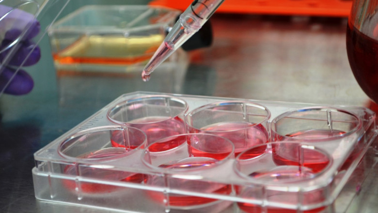 Global Primary Cell Culture Market Estimated to Rise with 3D Bioprinting