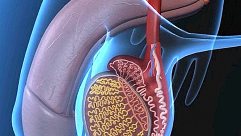 Global Undescended Testicle Market to Accelerate with Minimally Invasive Surgeries