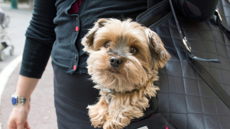 Make Pet Travel Effortless with a Dog Carry Sling