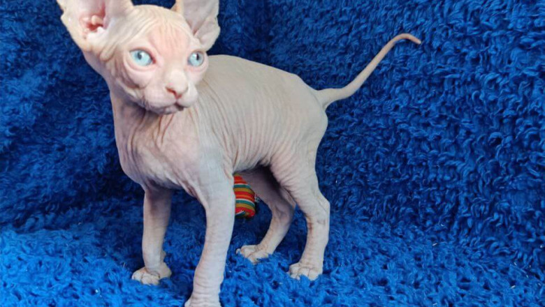 Sphynx and Devon Rex Kittens for Sale – Explore Two of the Most Unique and Friendly Cat Breeds Today