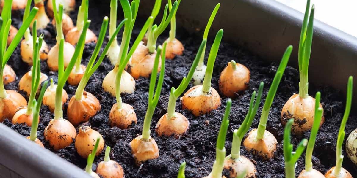 Understanding Onion Seeds: Types, Planting, and Growing Tips